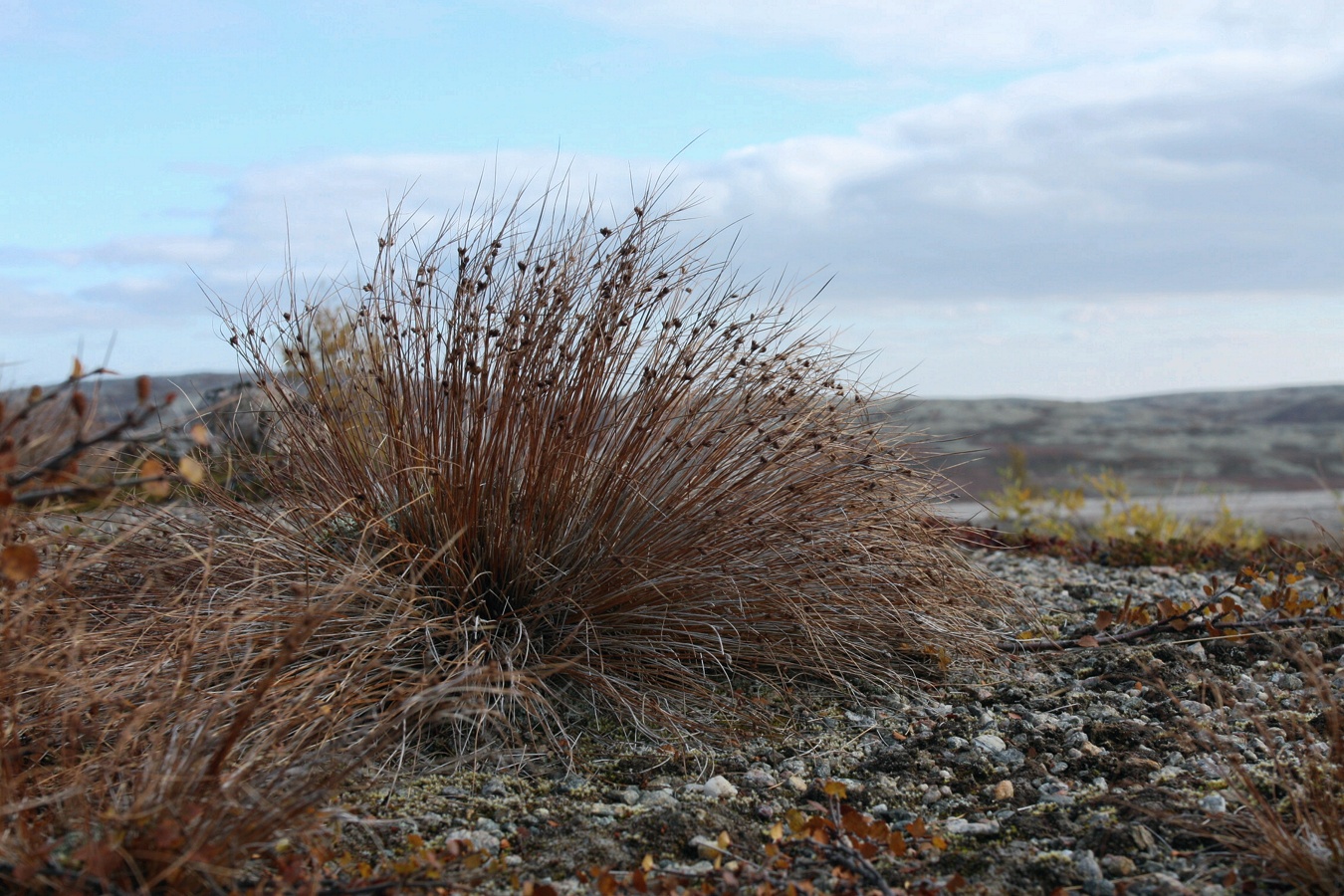 Изображение особи Juncus trifidus.