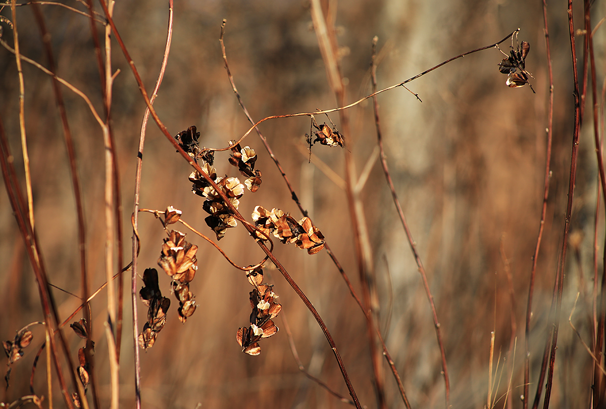 Image of Dioscorea nipponica specimen.