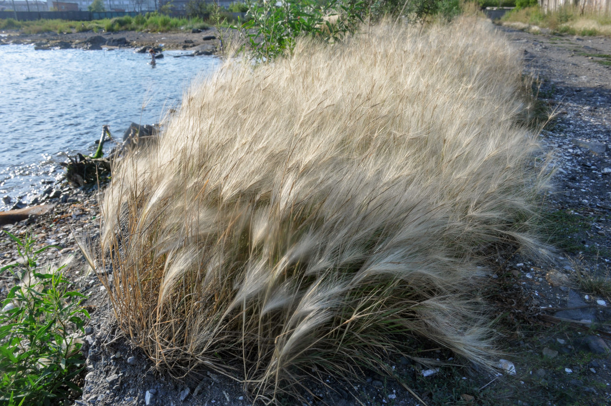 Image of Hordeum jubatum specimen.