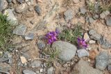 Oxytropis pumila. Цветущее растение. Республика Алтай, Кош-Агачский р-н, край Чуйской котловины, ур. Тархетинский мегалитический комплекс. 2 августа 2020 г.
