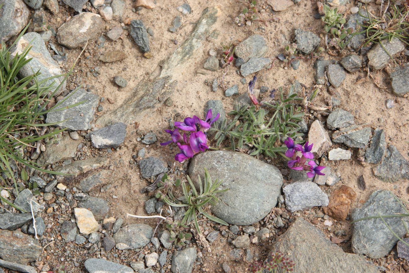 Изображение особи Oxytropis pumila.