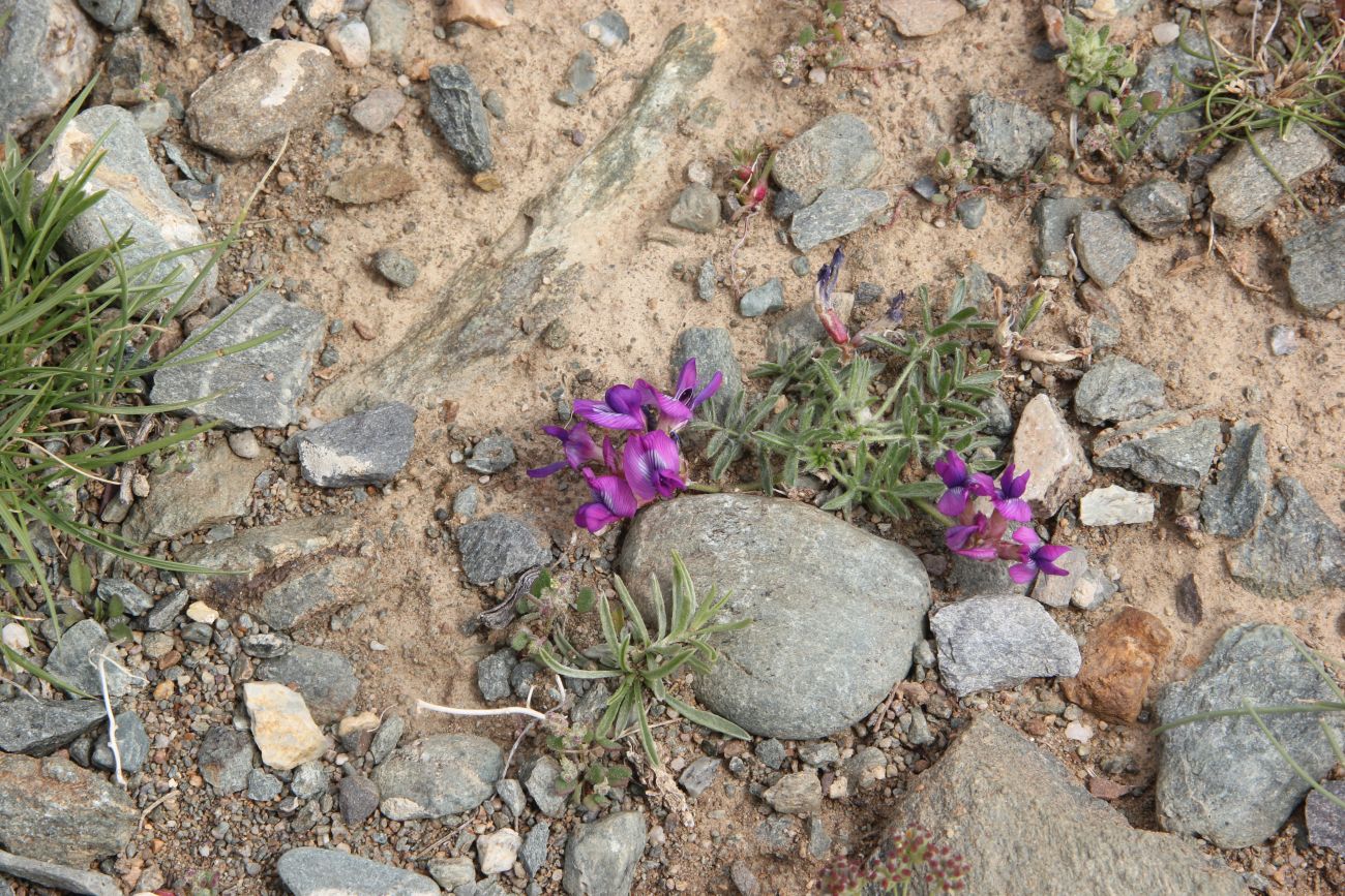 Image of Oxytropis pumila specimen.