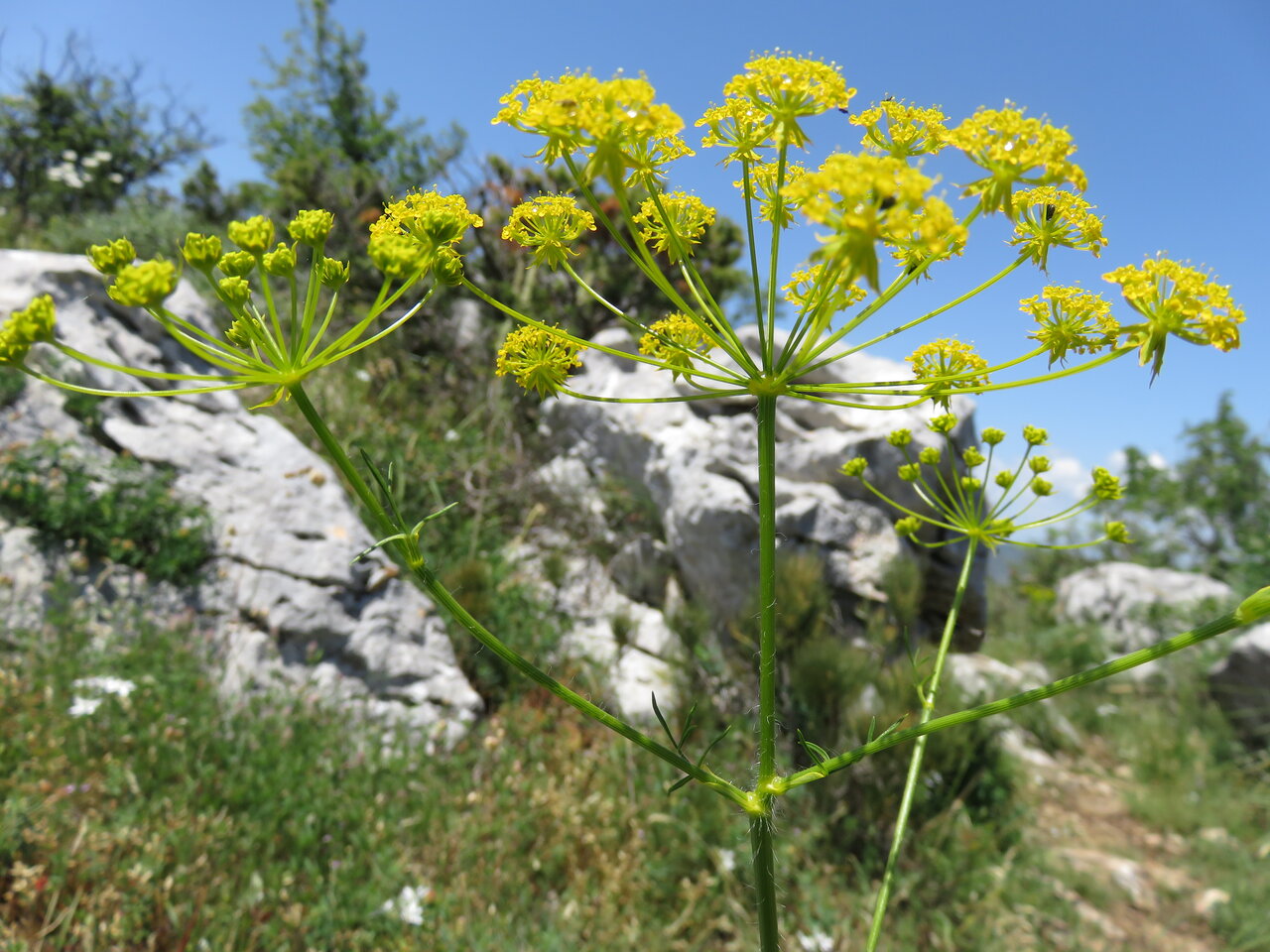 Image of Chaerophyllum coloratum specimen.