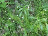 Stellaria longifolia. Цветущие растения. Хабаровск, за первой краевой больницей. 06.06.2013.