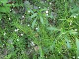 Stellaria longifolia