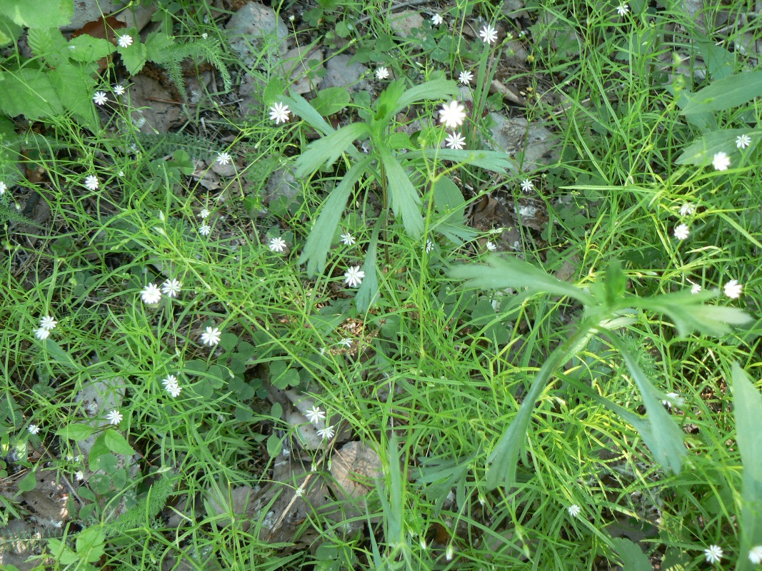 Image of Stellaria longifolia specimen.