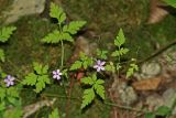 Geranium robertianum