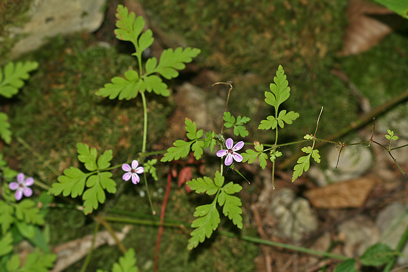 Изображение особи Geranium robertianum.