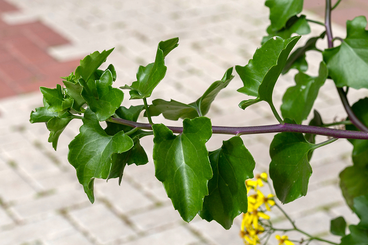 Изображение особи Senecio angulatus.