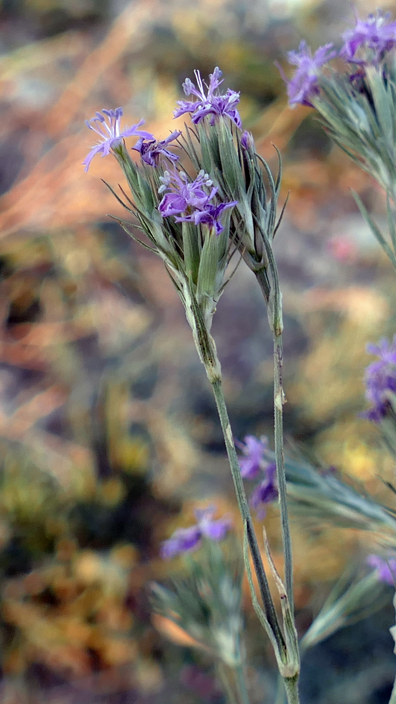 Image of Dianthus pseudarmeria specimen.