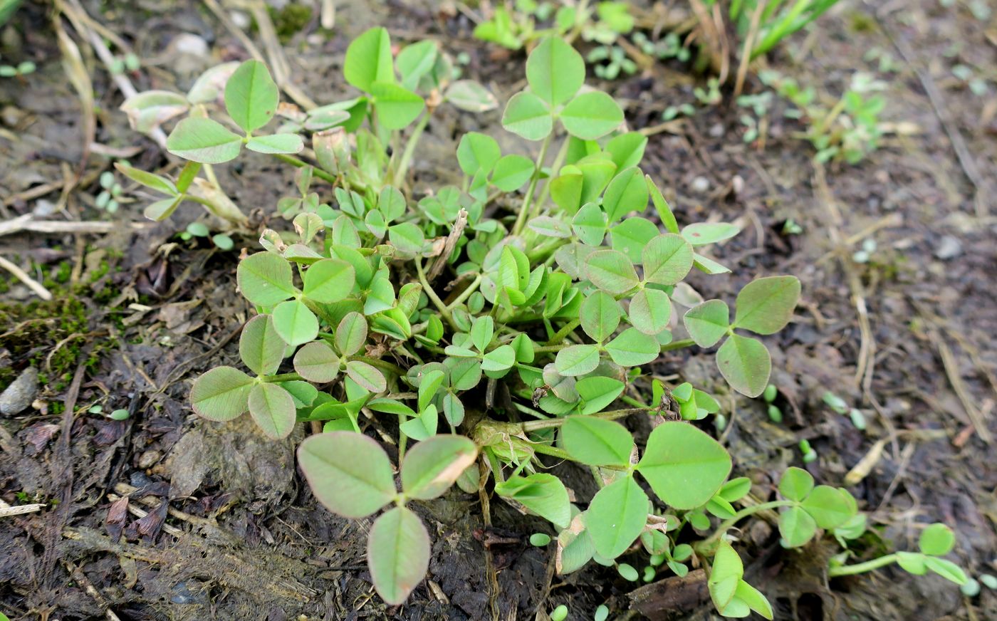 Image of Trifolium repens specimen.