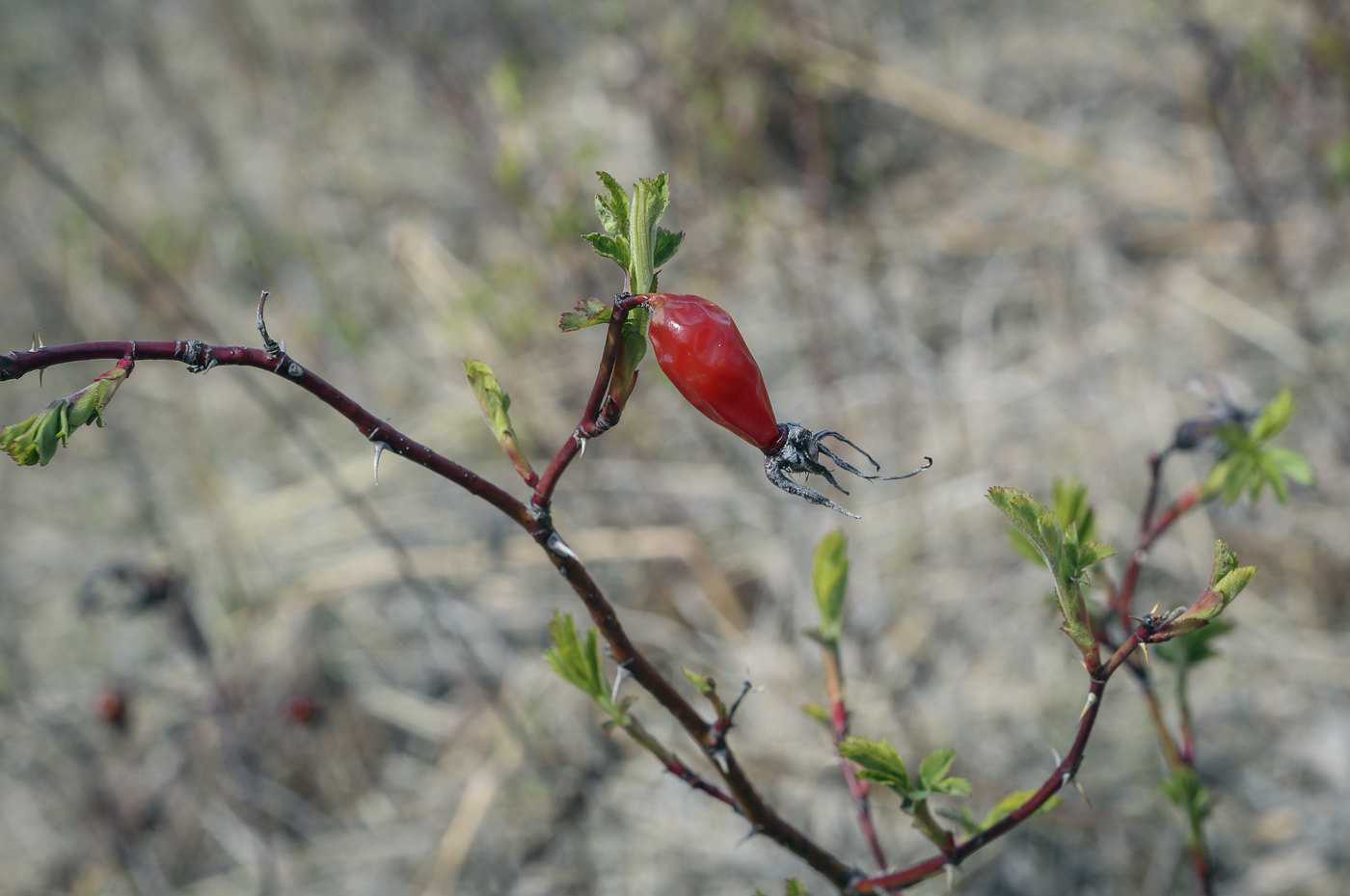 Изображение особи Rosa glabrifolia.