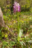 Orchis simia