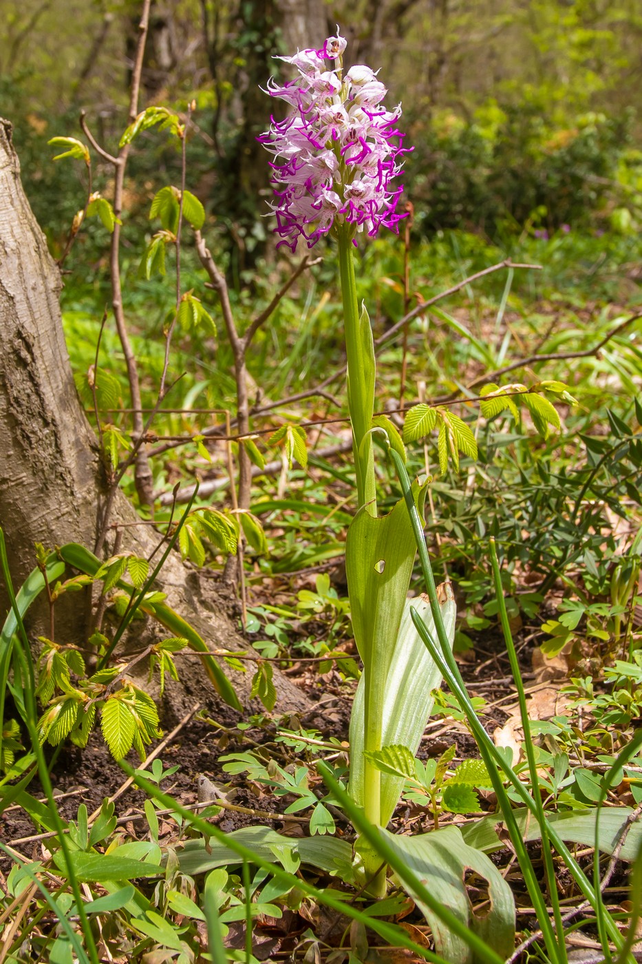 Изображение особи Orchis simia.