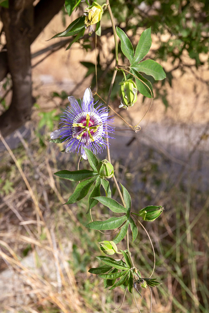 Изображение особи Passiflora caerulea.