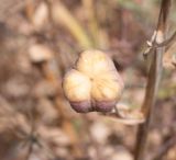 Fritillaria persica