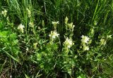 Scutellaria stepposa