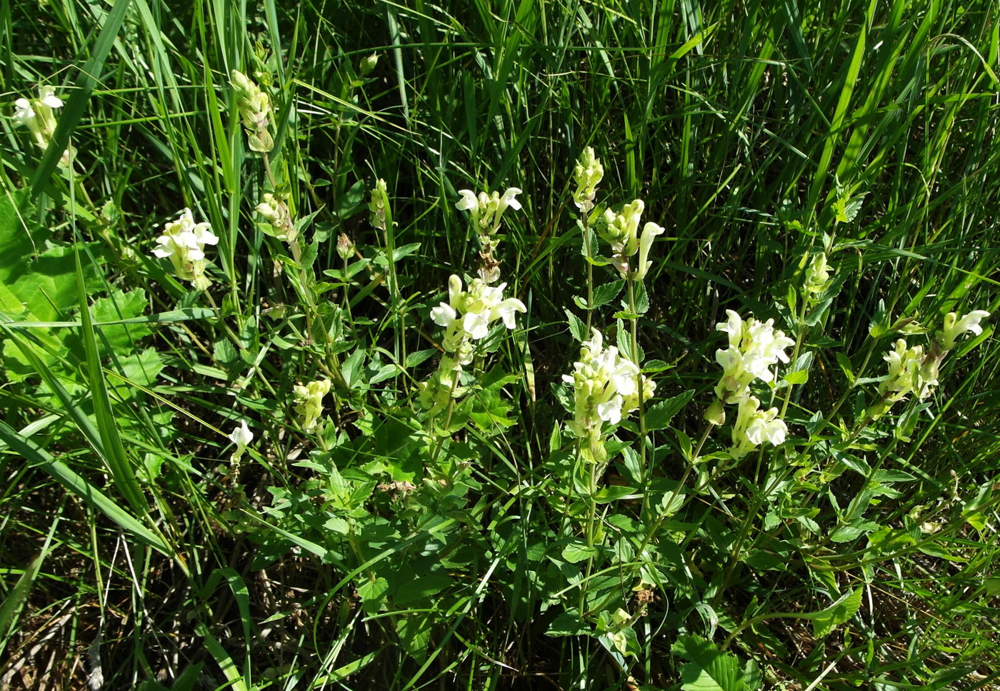 Изображение особи Scutellaria stepposa.