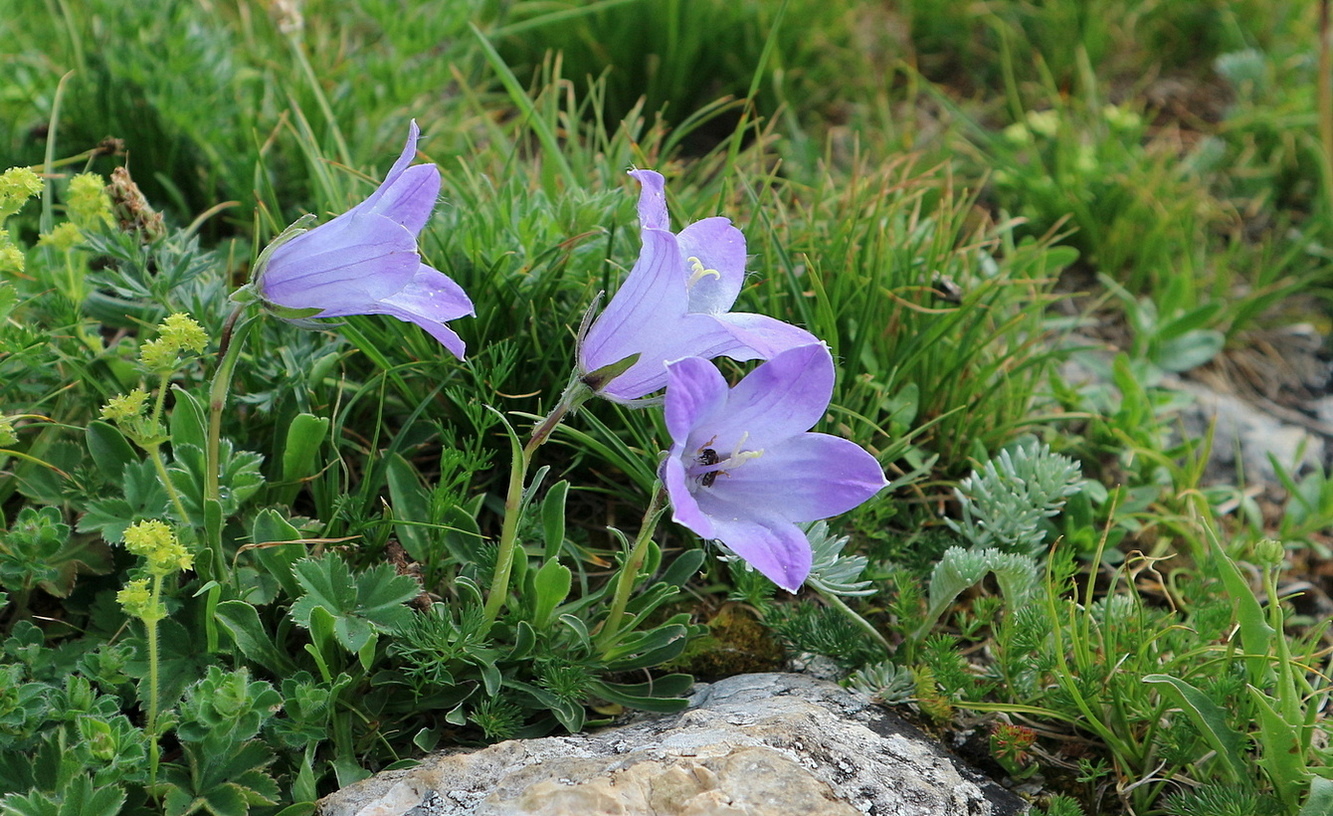 Изображение особи Campanula biebersteiniana.