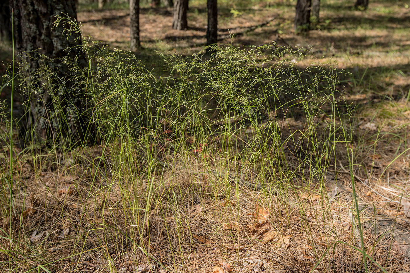 Image of familia Poaceae specimen.