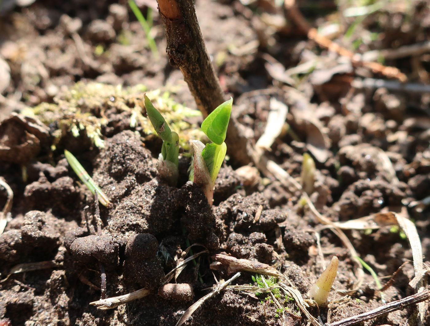 Image of genus Arisaema specimen.