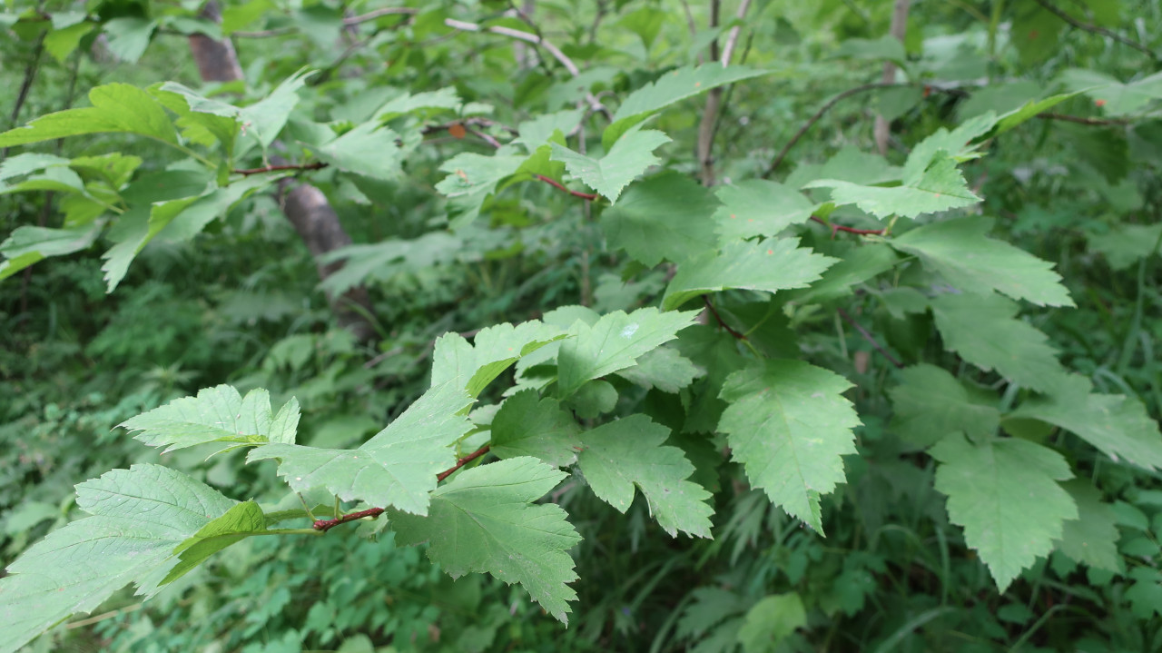 Image of Crataegus chlorosarca specimen.