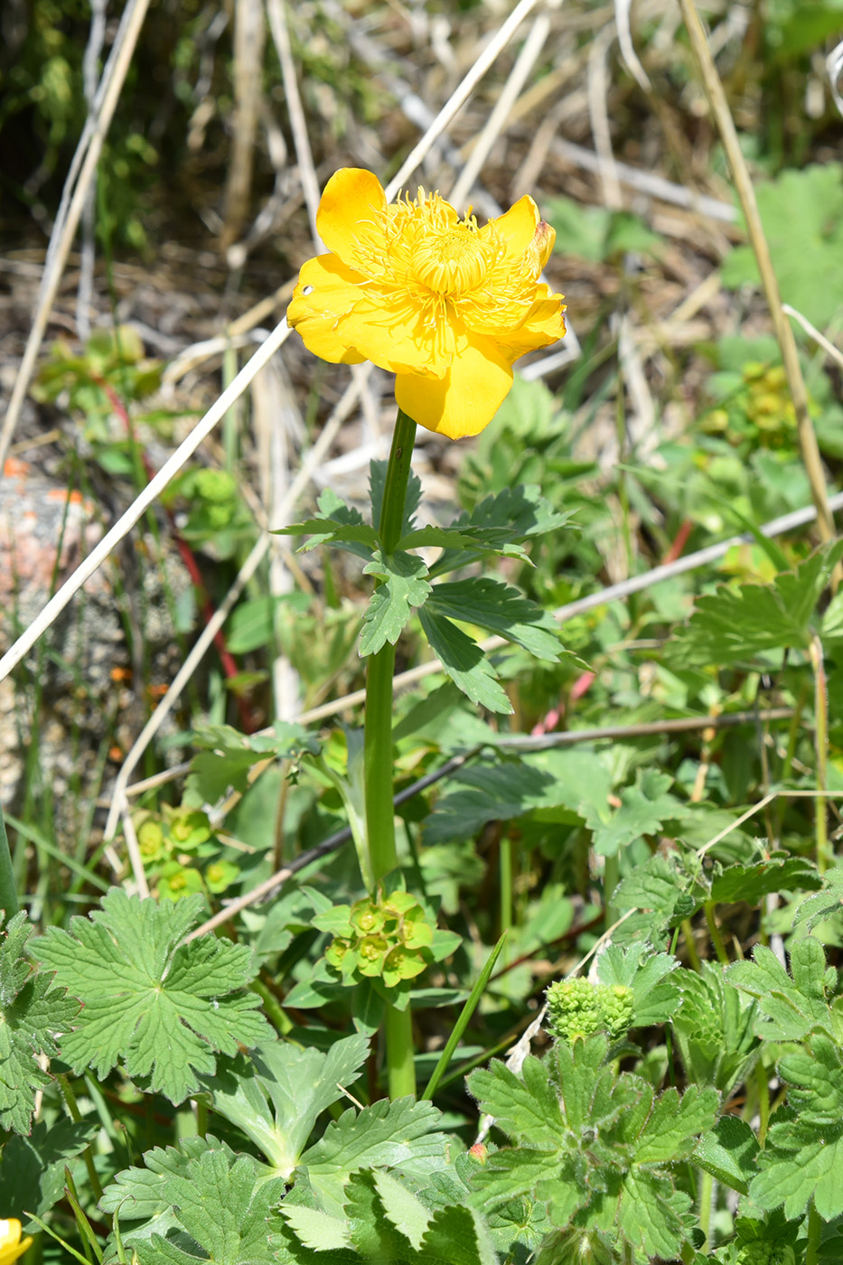 Изображение особи Trollius dschungaricus.