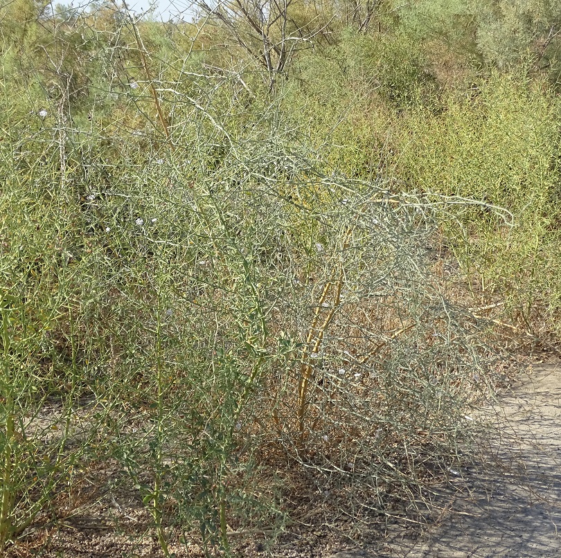 Image of Convolvulus hamadae specimen.