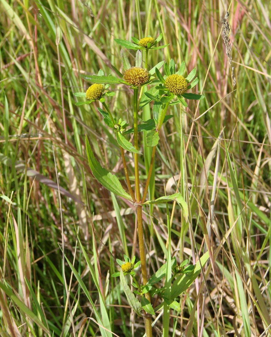 Image of Bidens radiata specimen.