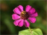 Zinnia elegans