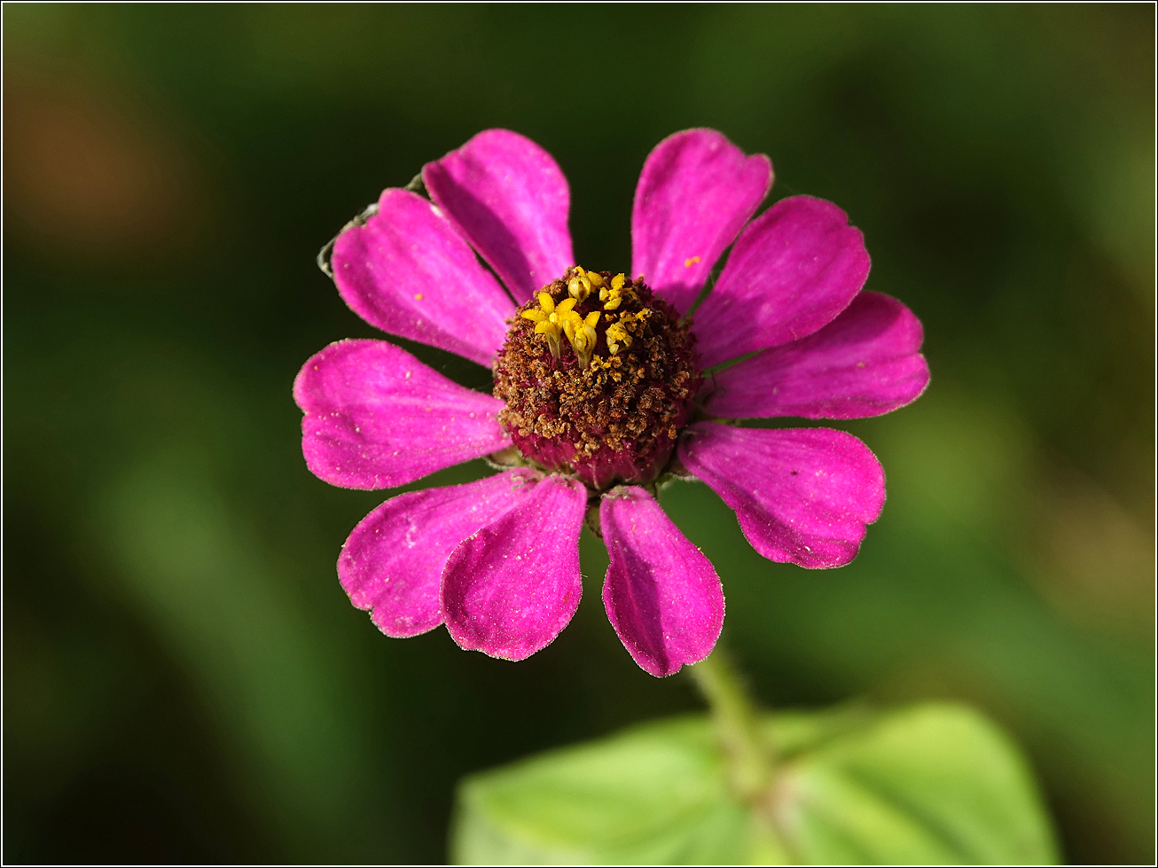 Image of Zinnia elegans specimen.