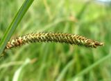 Carex acuta