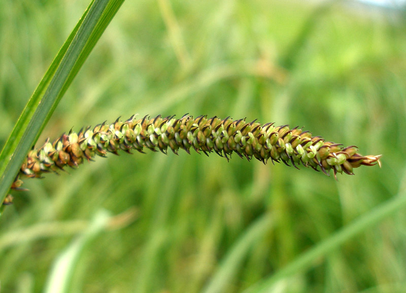 Изображение особи Carex acuta.