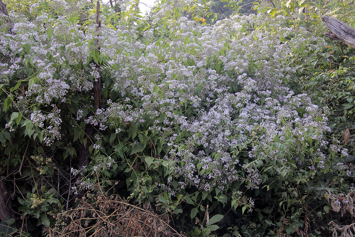 Изображение особи Chromolaena odorata.