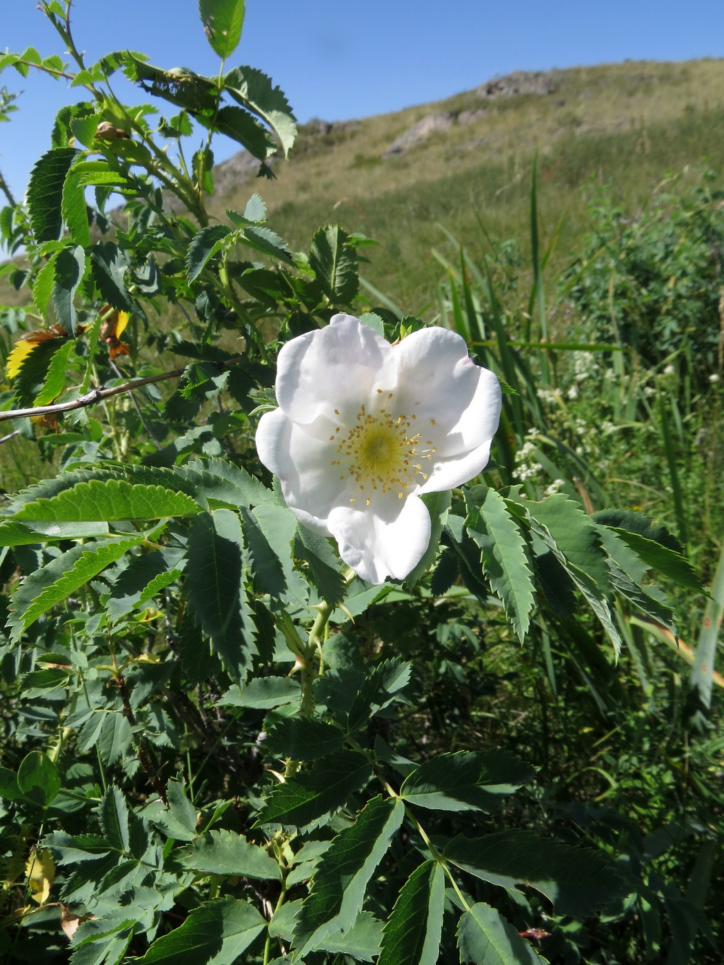 Image of Rosa laxa specimen.