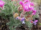 Oxytropis ampullata. Верхушка растения с соцветиями и незрелым плодом. Казахстан, Карагандинская обл., Осакаровский р-н; горы Ерментау (Ерейментау), подножье горы Акдым (Акдин), петрофитная степь. 07.05.2012.