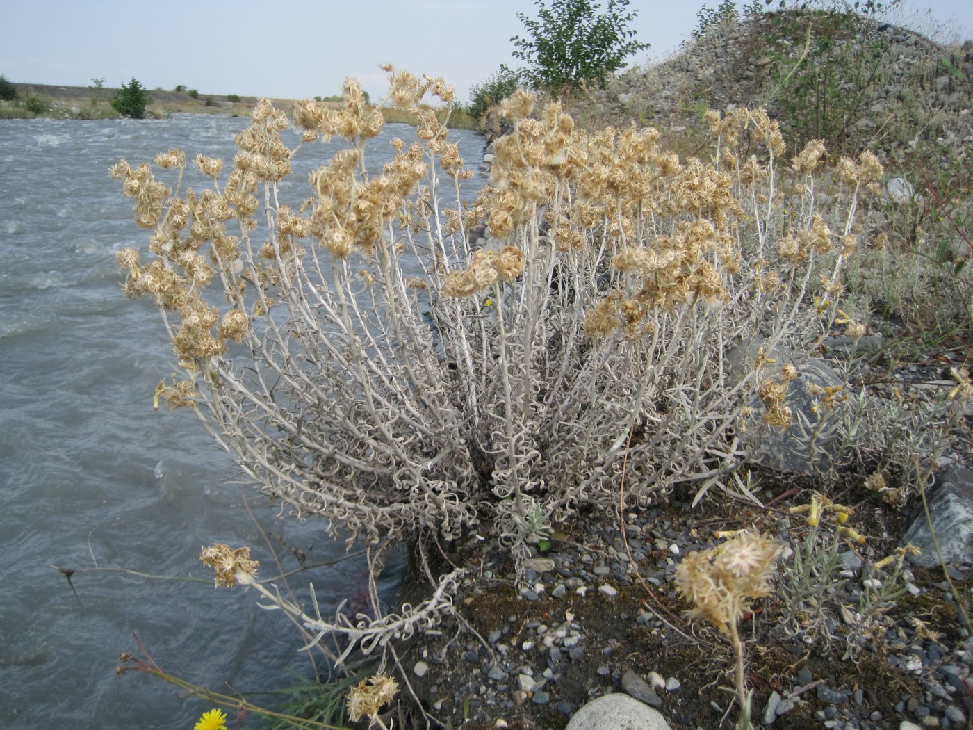 Image of Cladochaeta candidissima specimen.