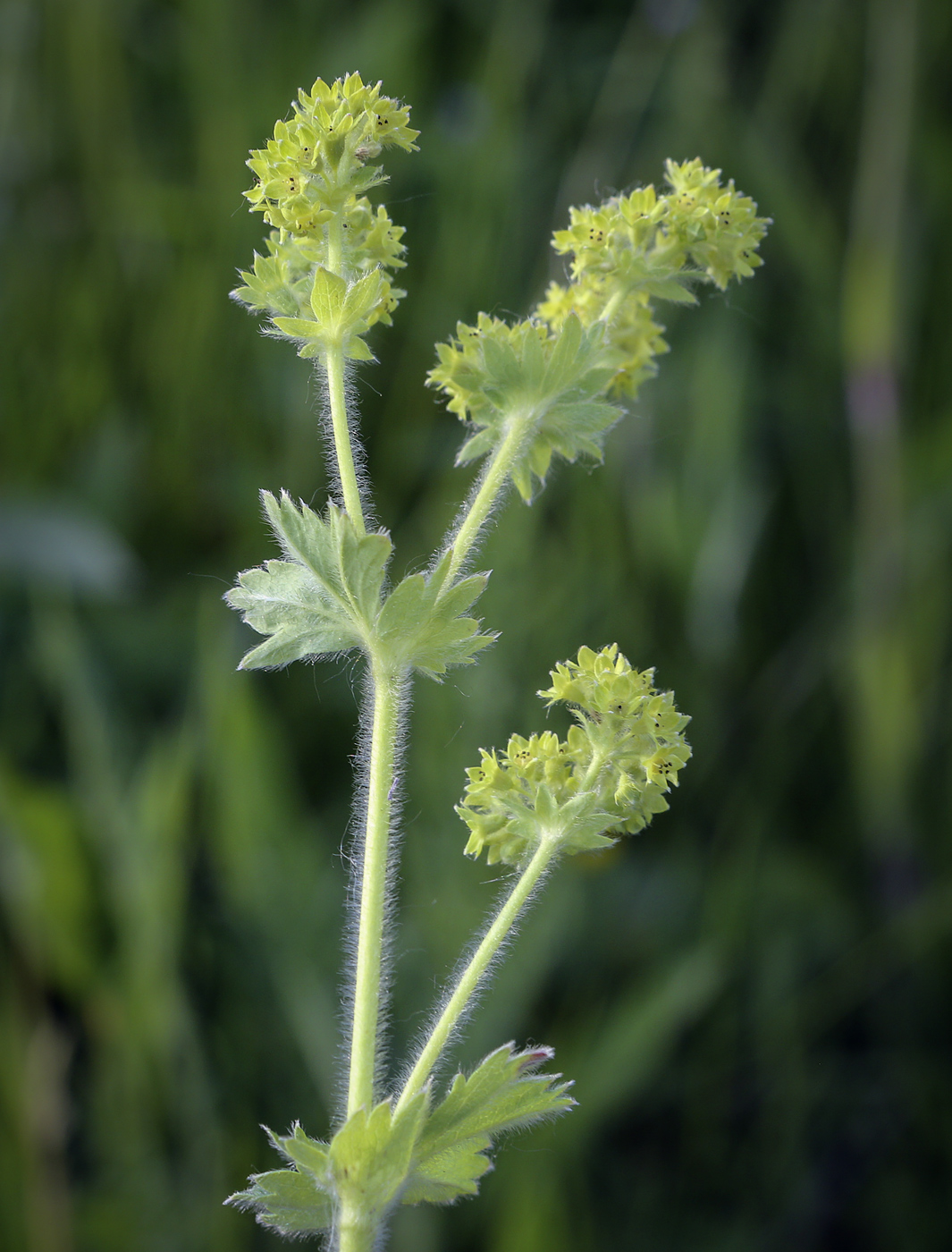 Изображение особи род Alchemilla.