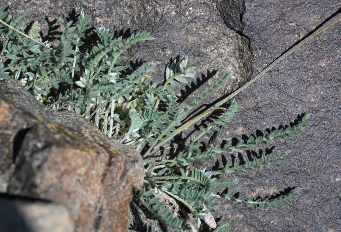 Image of Oxytropis ervicarpa specimen.