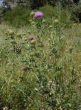 Cirsium serrulatum. Верхушка цветущего растения. Ростовская обл., дельта Дона, Азовский р-н, окр. хутора Донской, на лугу. 24.07.2012.