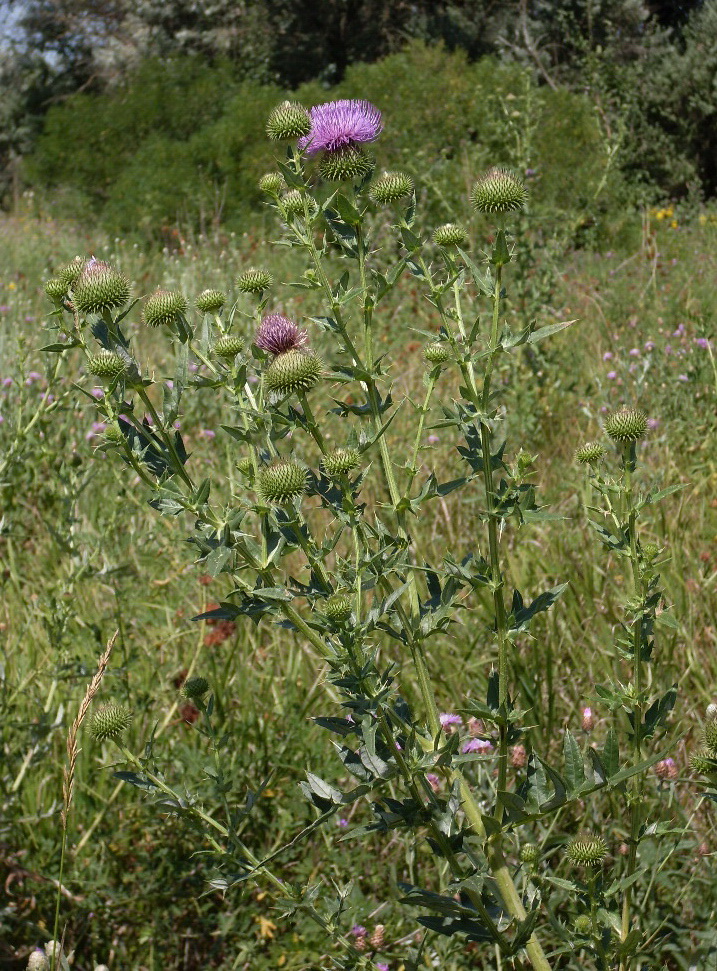 Изображение особи Cirsium serrulatum.