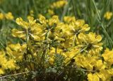 Hippocrepis comosa. Верхушка растения с соцветиями. Испания, автономное сообщество Каталония, провинция Жирона, комарка Рипольес, муниципалитет Мольо, окр. перевала Коль-де-Арес (1513 м н.у.м), склон южной экспозиции, каменистый луг. 08.06.2021.