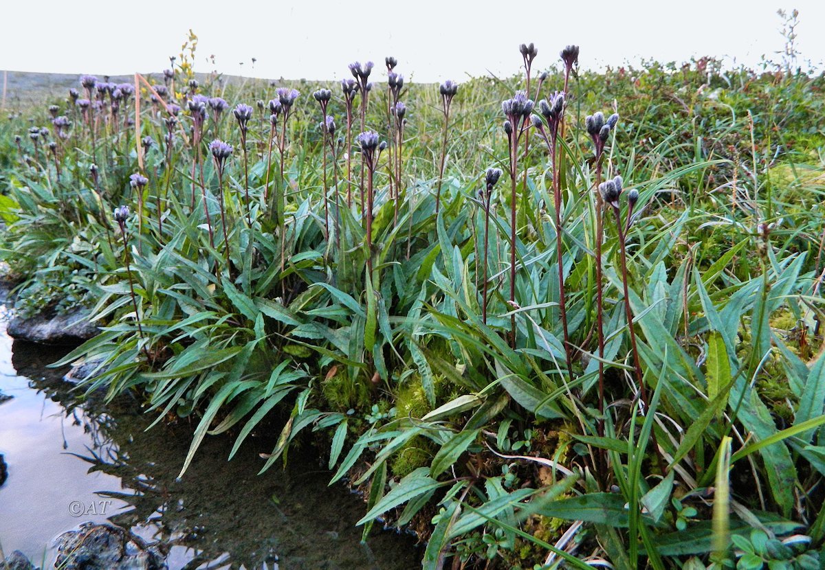 Image of Saussurea alpina specimen.