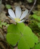 Oxalis acetosella