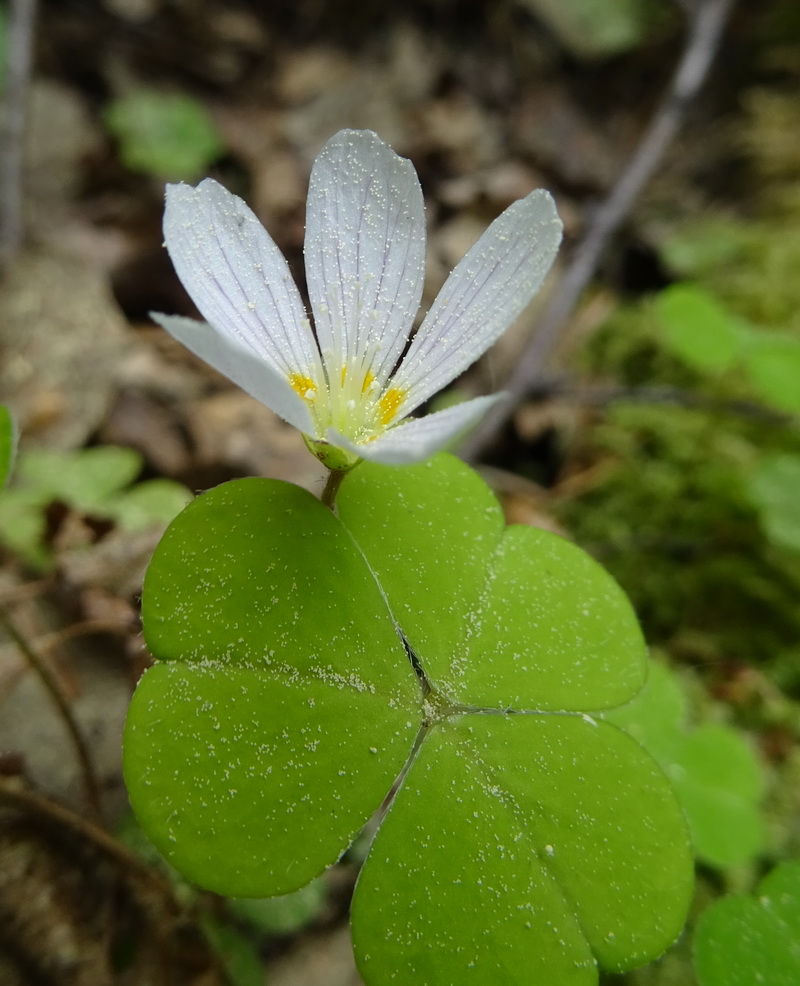 Изображение особи Oxalis acetosella.