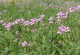 Erodium cicutarium. Цветущие растения. Луганская народная республика, г. Луганск, ул. Советская, окр. библ. им. Горького, газон. 25.05.2023.