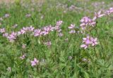 Erodium cicutarium. Цветущие растения. Луганская народная республика, г. Луганск, ул. Советская, окр. библ. им. Горького, газон. 25.05.2023.