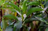 Myoporum laetum