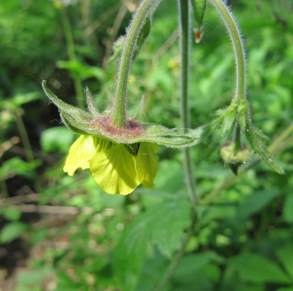 Изображение особи Geum &times; intermedium.