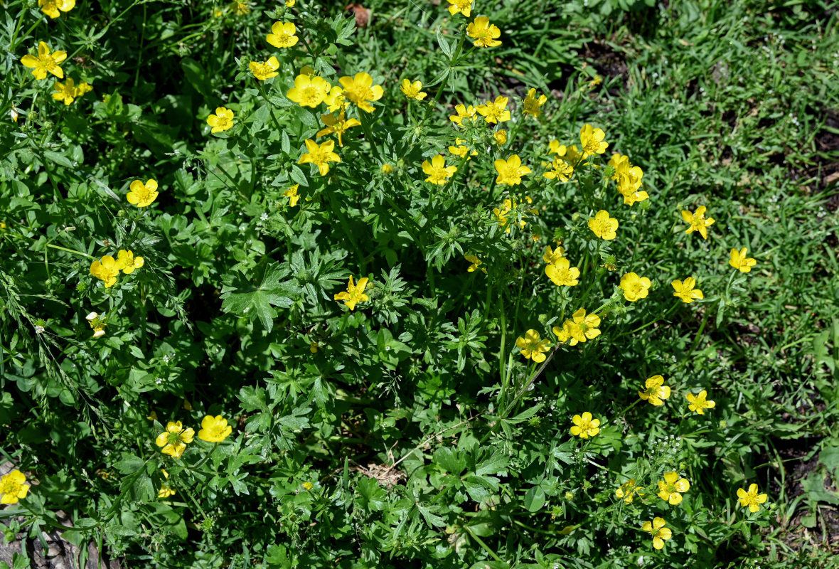 Image of Ranunculus repens specimen.